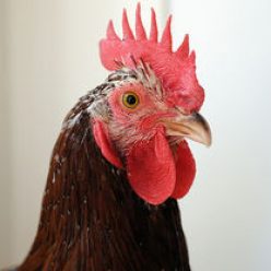 Kaikenlaista 